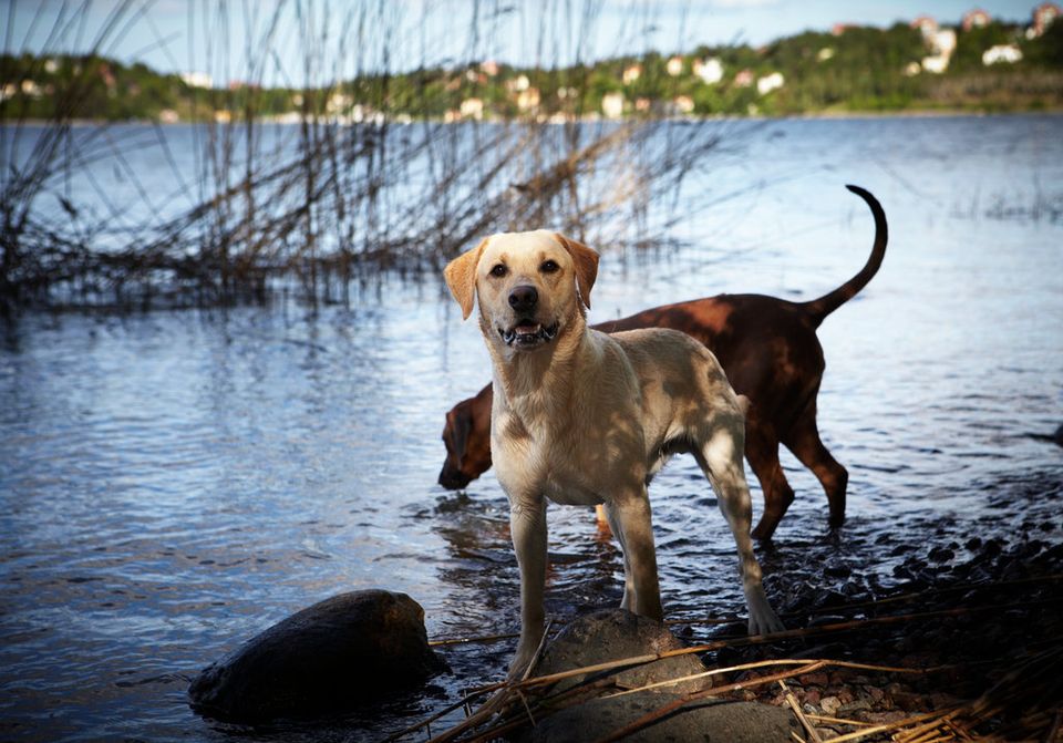 Sommerens badeture kan gemme på en usynlig fare. Blågrønne alger kan være giftige for hunde, og hundeejere opfordres til at være ekstra opmærksomme ved søer og strande. Agria.dk